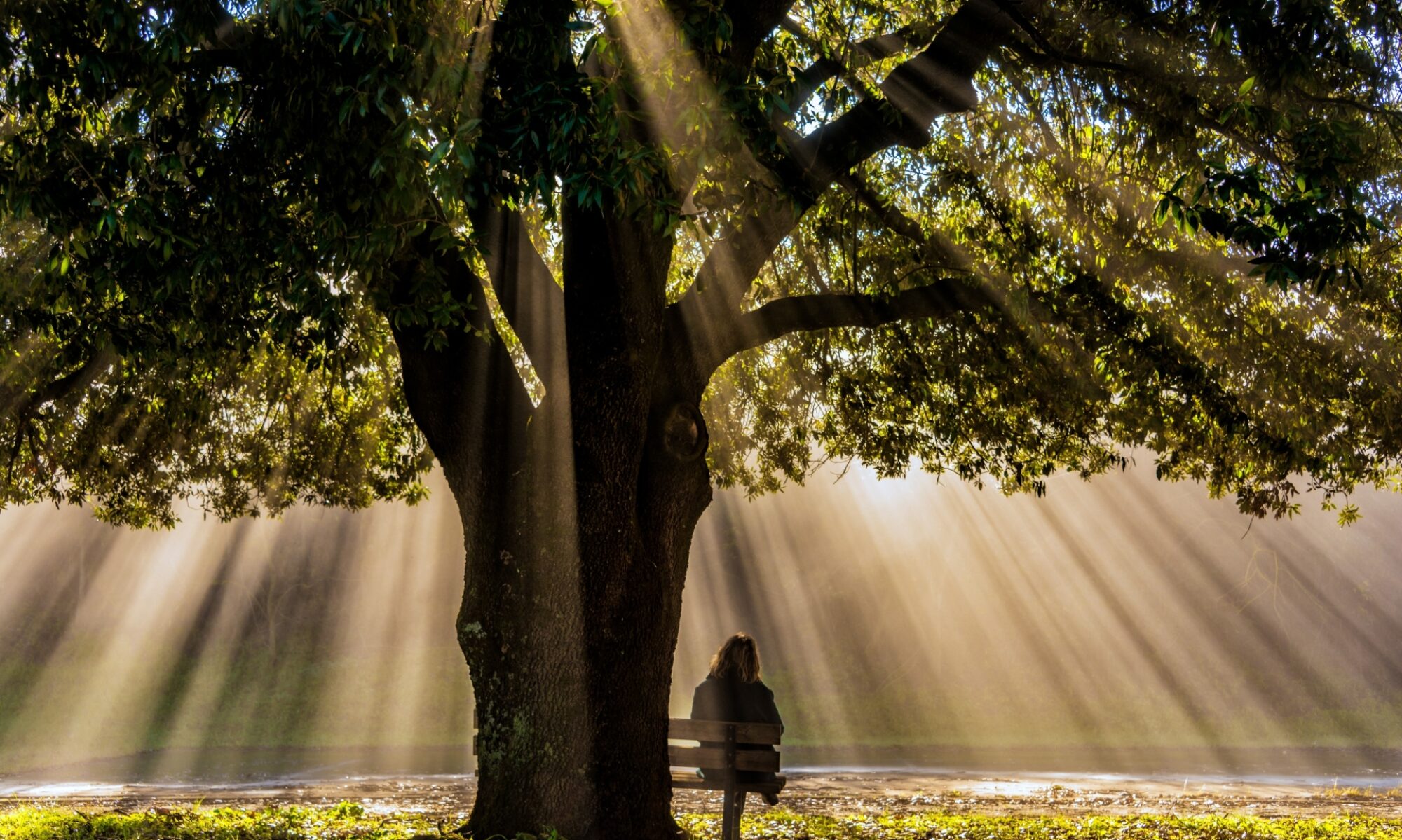 oak advocates law form nairobi kenya